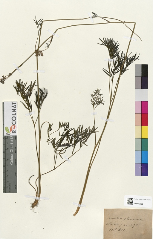 Peucedanum parisi (Apiaceae)