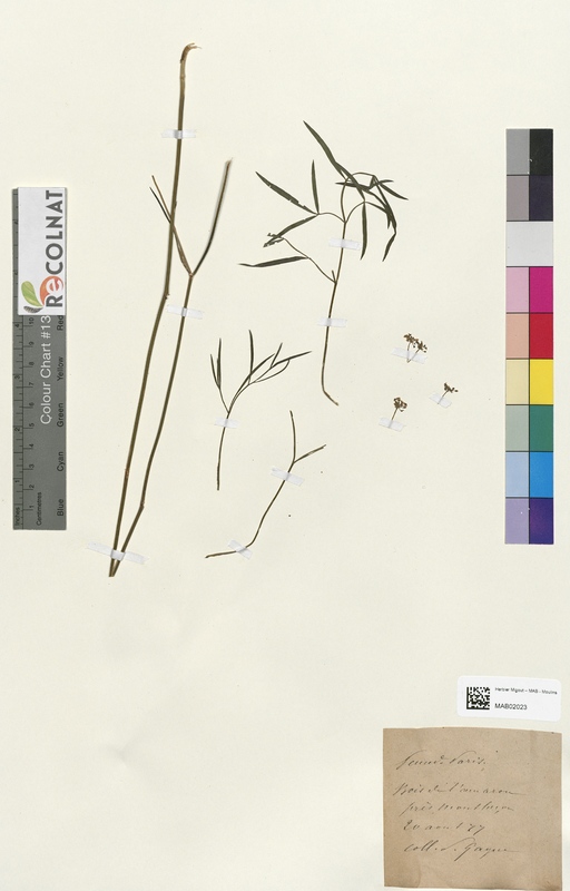 Peucedanum paris (Apiaceae)