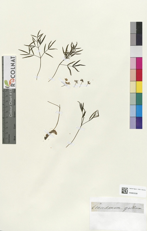 Peucedanum gallicum (Apiaceae)