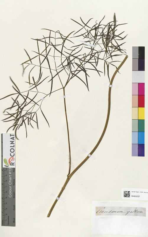 Peucedanum gallicum (Apiaceae)