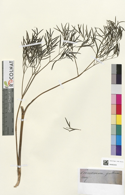 Peucedanum gallicum (Apiaceae)