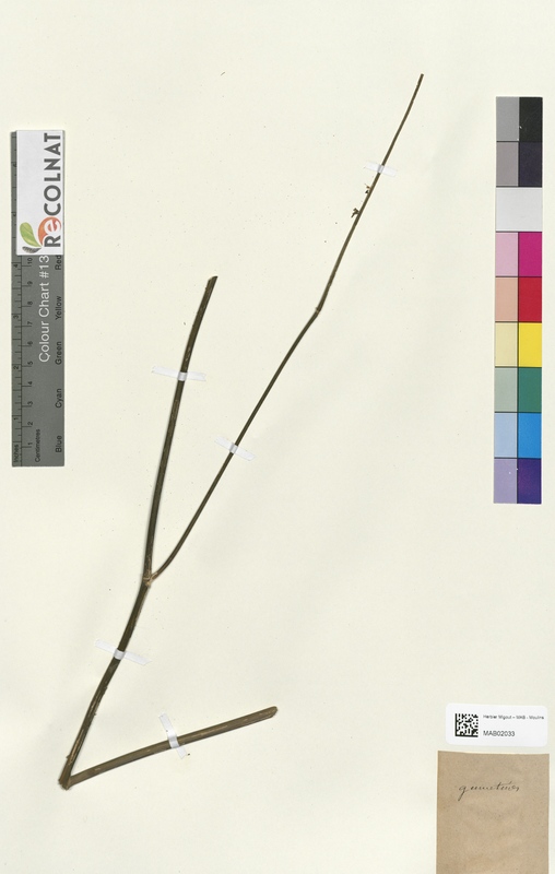 Peucedanum orcoselinum (Apiaceae)