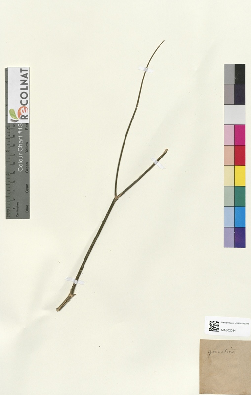 Peucedanum orcoselinum (Apiaceae)