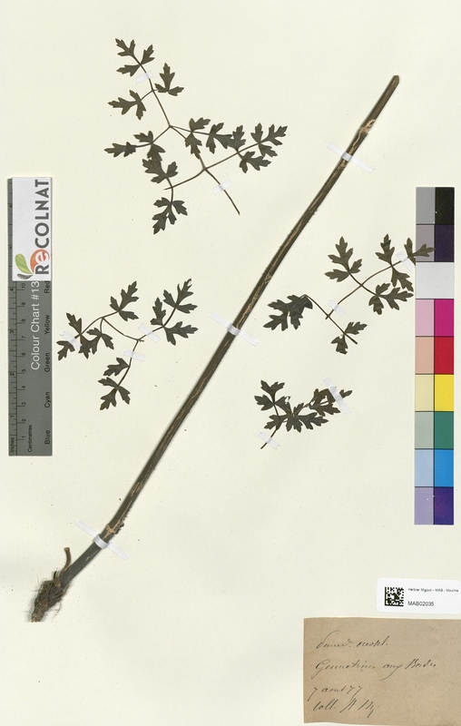 Peucedanum orcoselinum (Apiaceae)