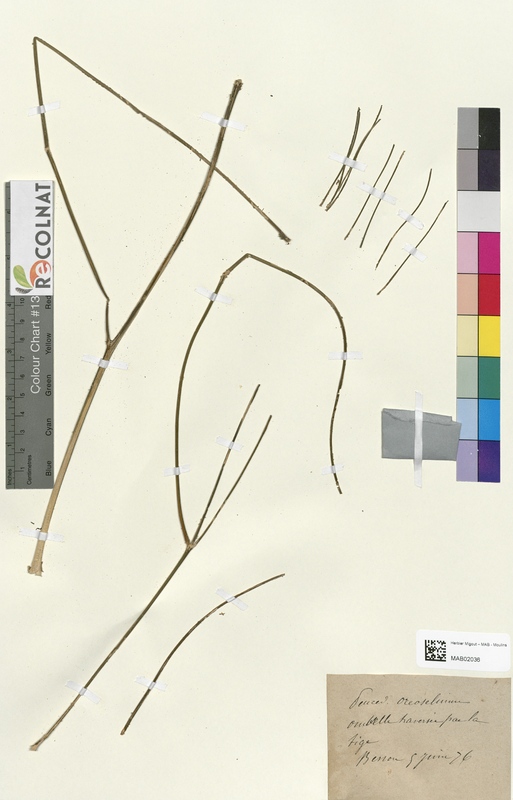 Peucedanum orcoselinum (Apiaceae)