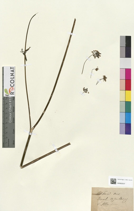 Peucedanum orcoselinum (Apiaceae)