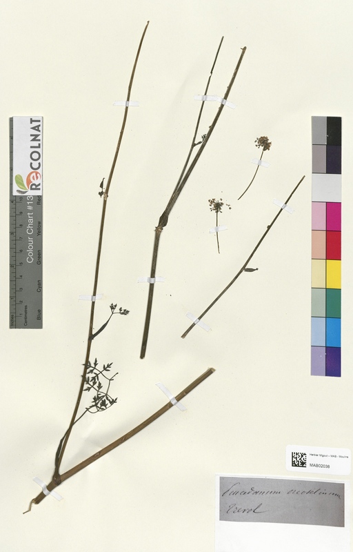 Peucedanum orcoselinum (Apiaceae)