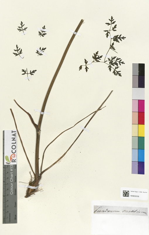 Peucedanum orcoselinum (Apiaceae)