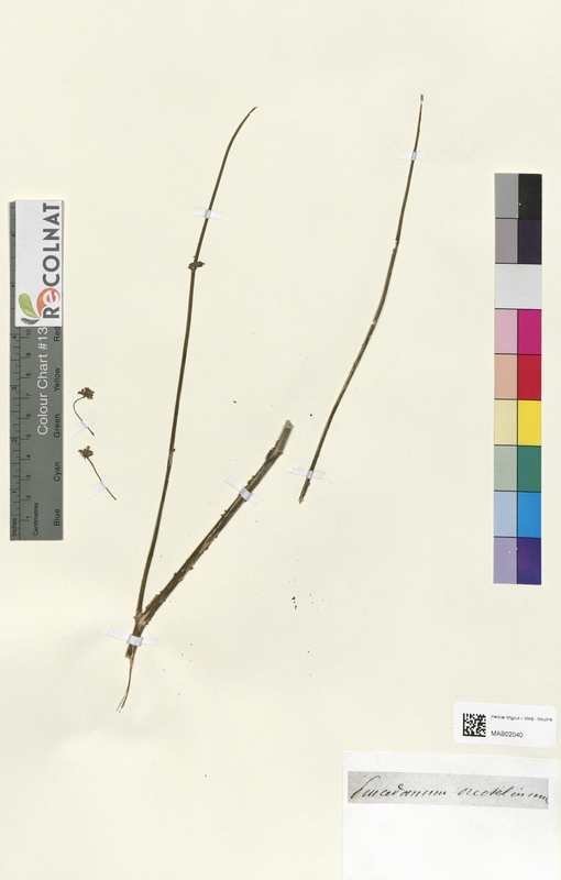 Peucedanum orcoselinum (Apiaceae)