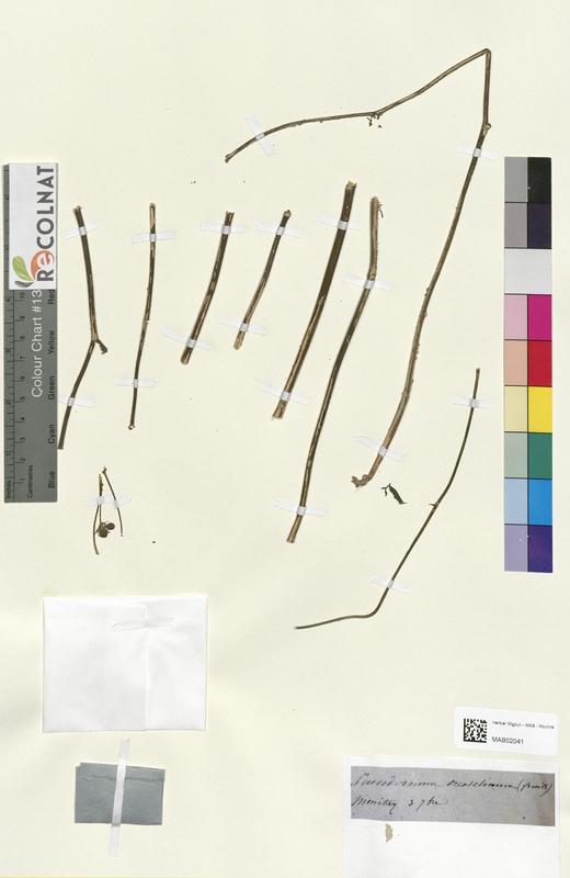 Peucedanum orcoselinum (Apiaceae)