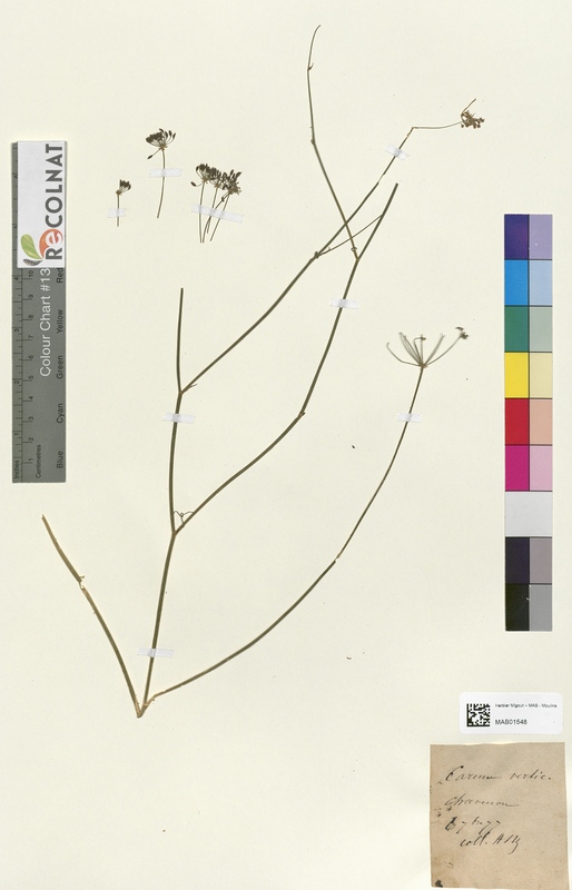 Carum verticillatum (Apiaceae)