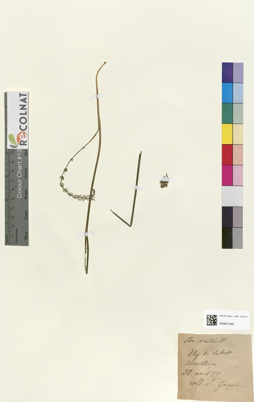 Carum verticillatum (Apiaceae)