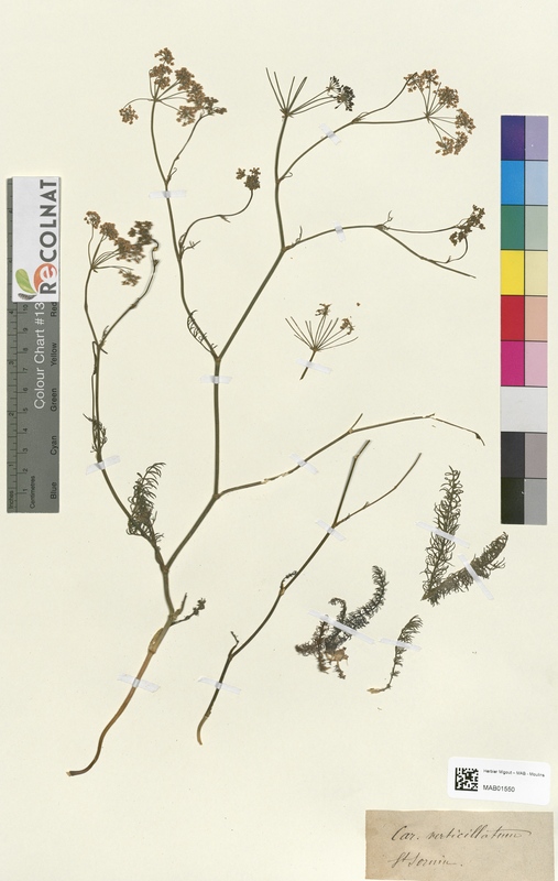 Carum verticillatum (Apiaceae)