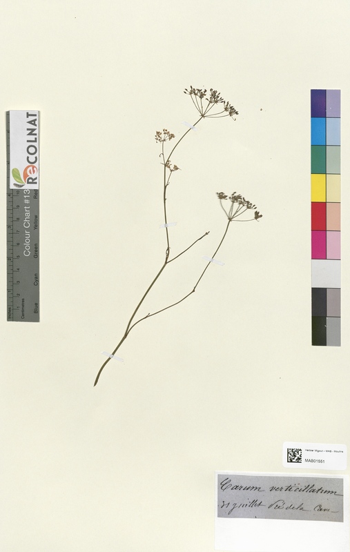 Carum verticillatum (Apiaceae)