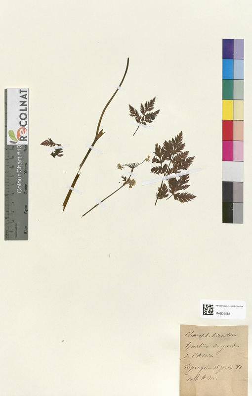 Chaerophyllum hirsutum (Apiaceae)