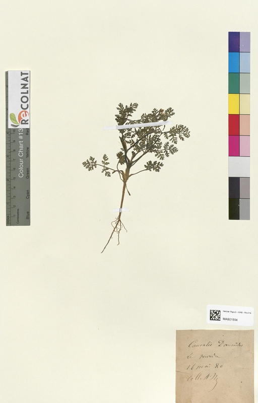 Caucalis dauroides (Apiaceae)