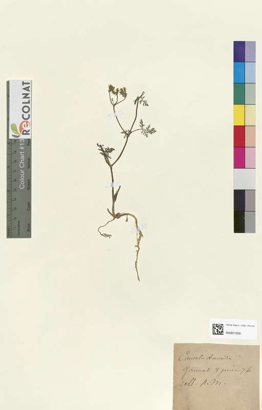 Caucalis dauroides (Apiaceae)