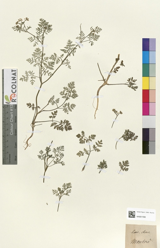 Caucalis dauroides (Apiaceae)