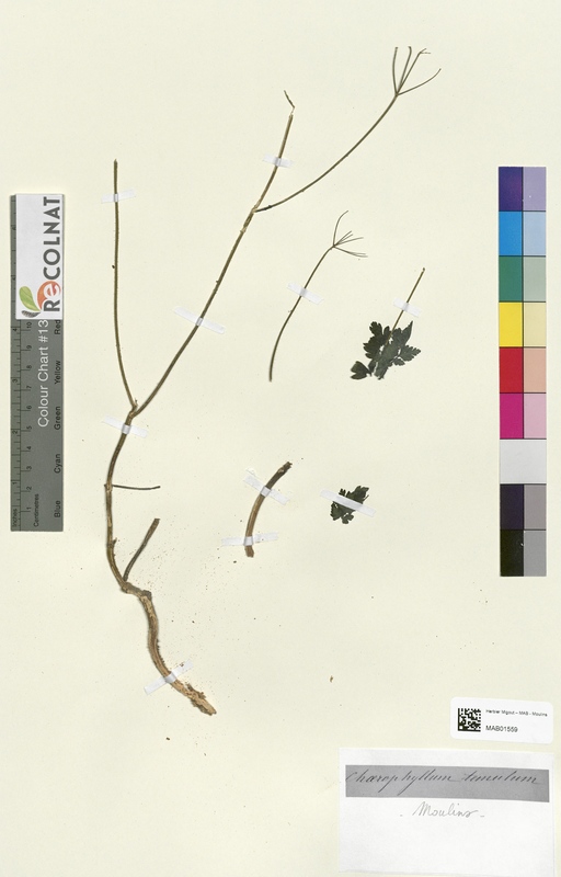 Chaerophyllum tumulum (Apiaceae)