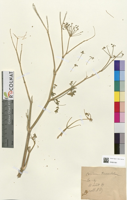 Conium maculatum (Apiaceae)