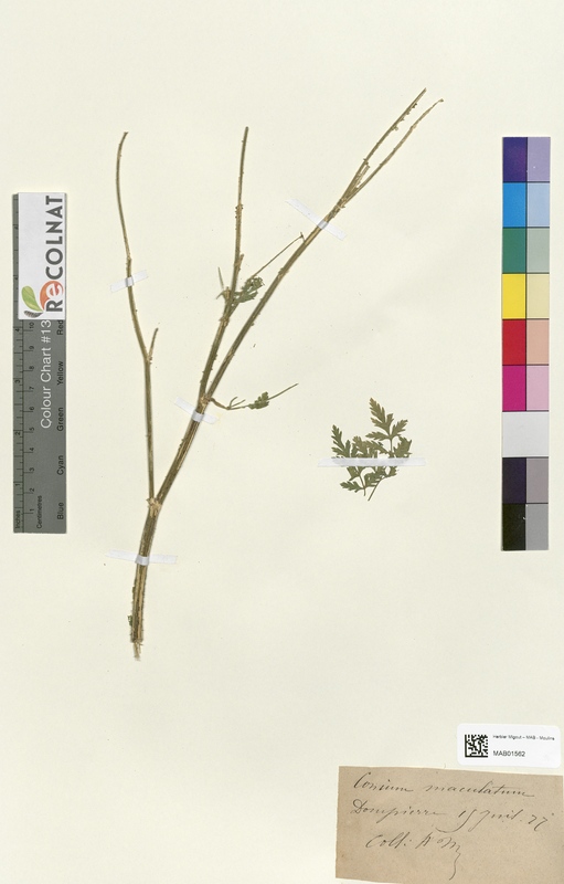 Conium maculatum (Apiaceae)