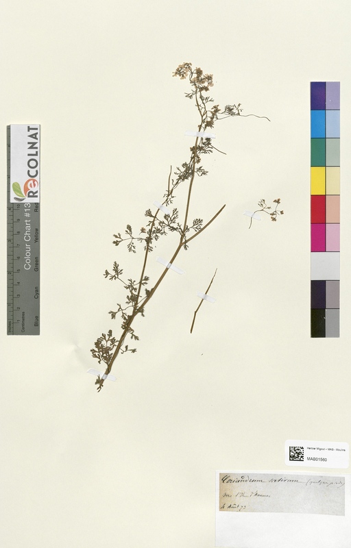 Coriadrum satinum (Apiaceae)