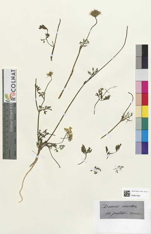 Daucus carotta (Apiaceae)