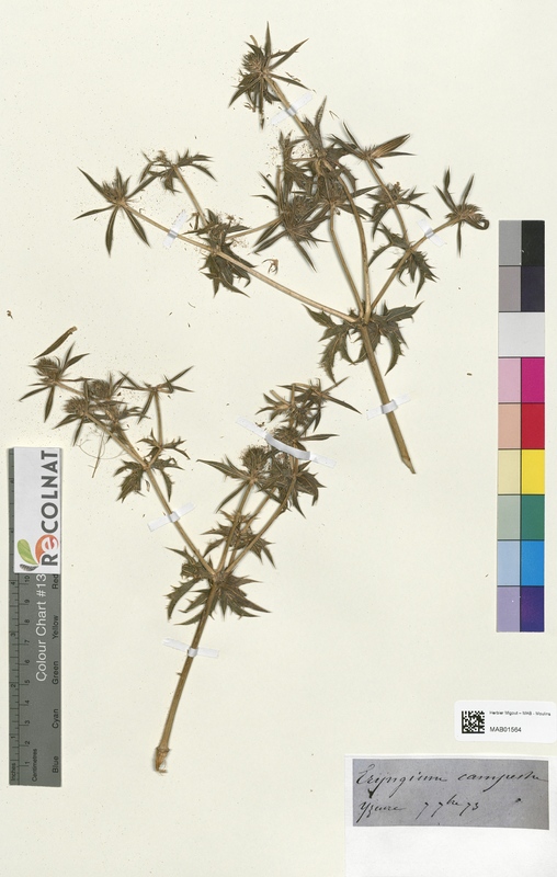 Eryngium campena (Apiaceae)