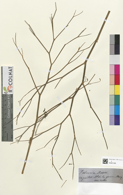 Falcaria rivini (Apiaceae)