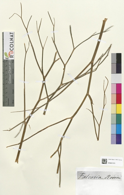 Falcaria rivini (Apiaceae)