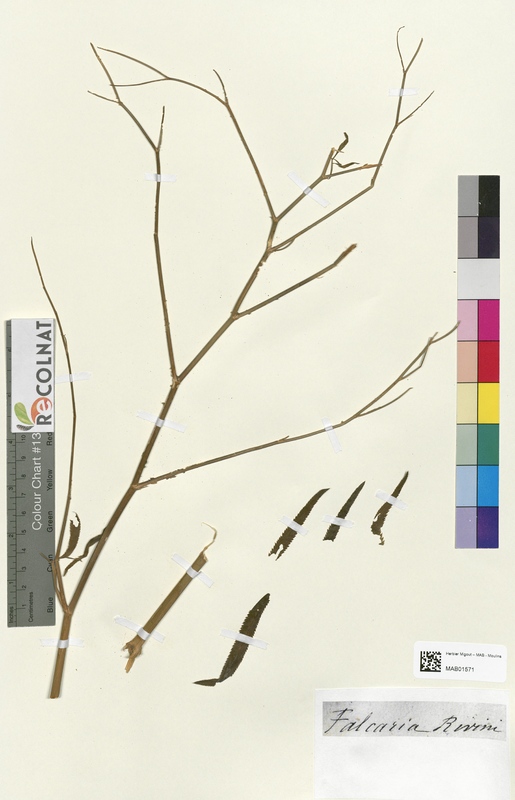 Falcaria rivini (Apiaceae)