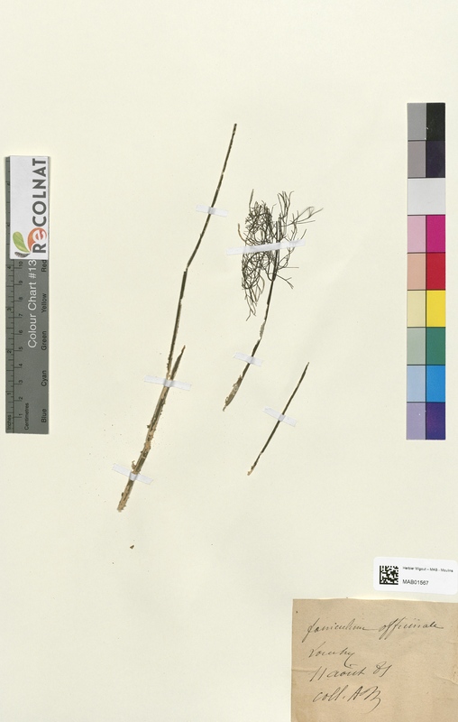 Foeniculum officinale (Apiaceae)