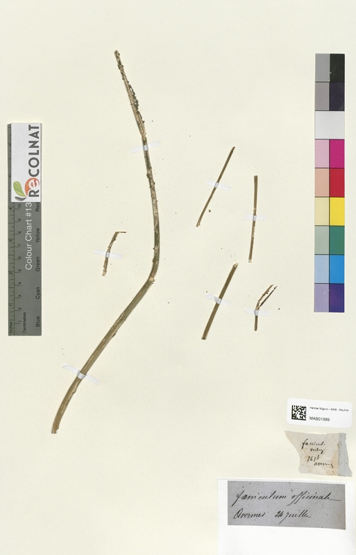 Foeniculum officinale (Apiaceae)