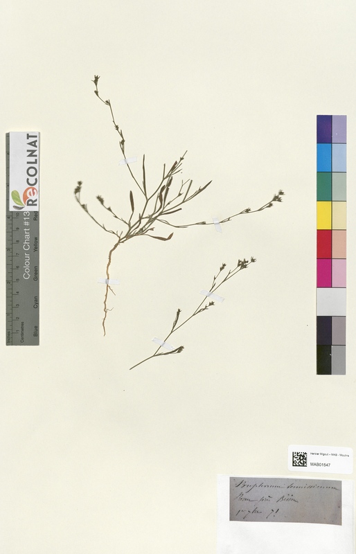 Bupleurum tenuissimum (Apiaceae)