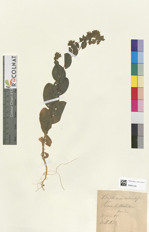 Bupleurum rotundifolium (Apiaceae)