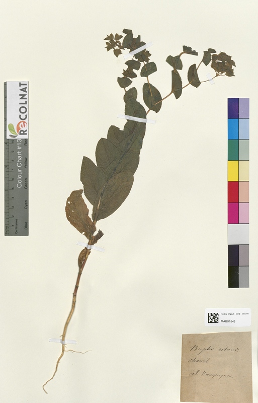 Bupleurum rotundifolium (Apiaceae)