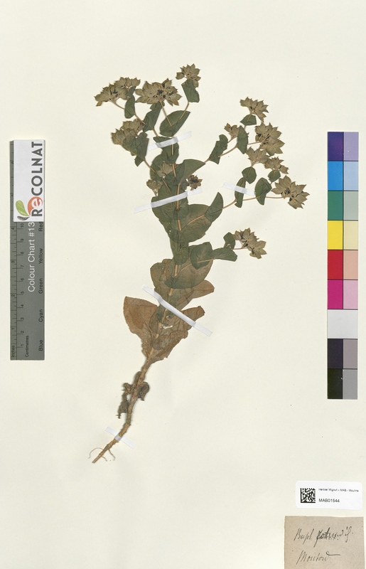 Bupleurum rotundifolium (Apiaceae)