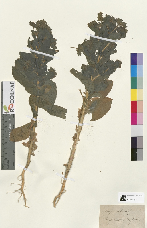 Bupleurum rotundifolium (Apiaceae)