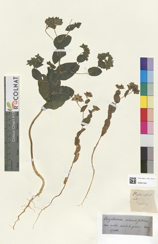 Bupleurum rotundifolium (Apiaceae)