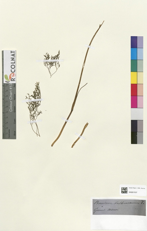 Bunium bulbocastannus (Apiaceae)