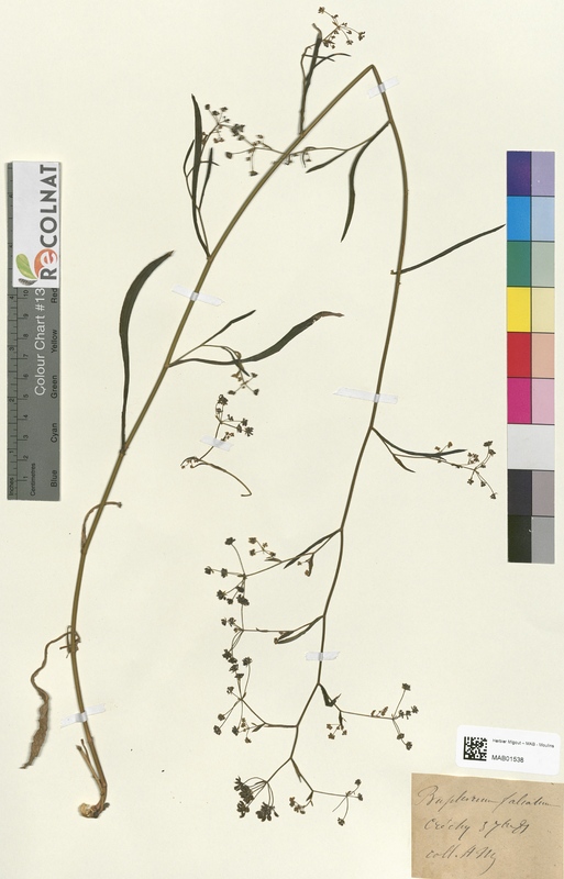 Bupleurum falcatum (Apiaceae)