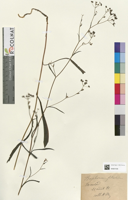 Bupleurum falcatum (Apiaceae)