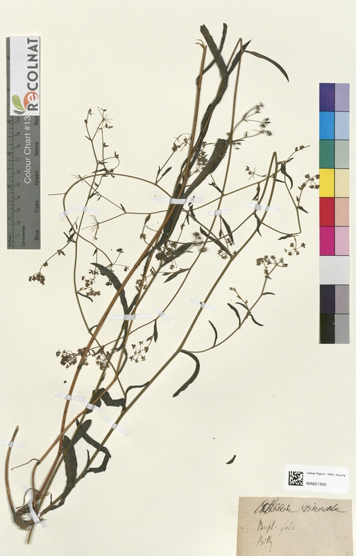 Bupleurum falcatum (Apiaceae)