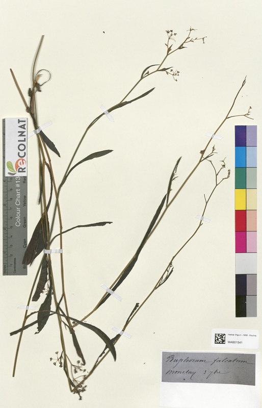 Bupleurum falcatum (Apiaceae)