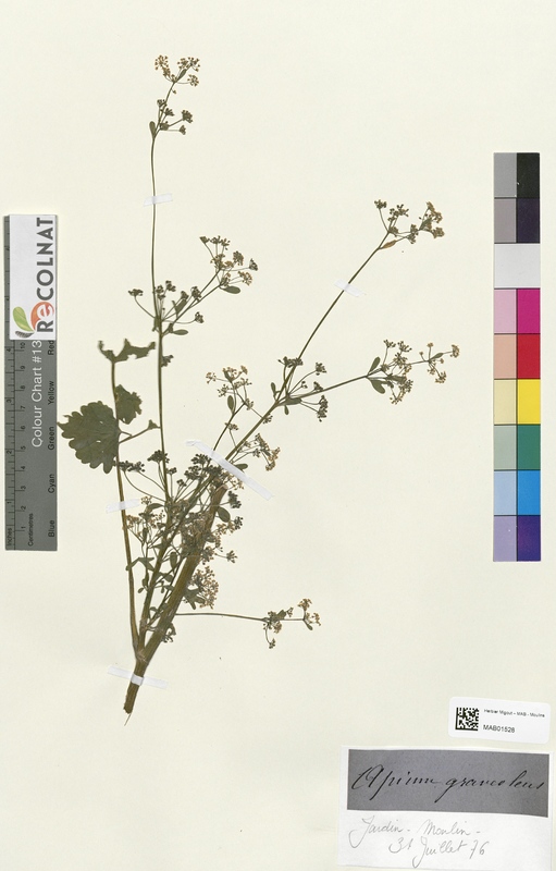 Apium graveuleus (Apiaceae)