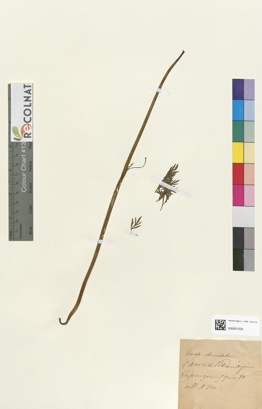 Bunium demudatum (Apiaceae)