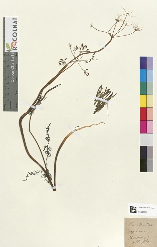 Bunium demudatum (Apiaceae)