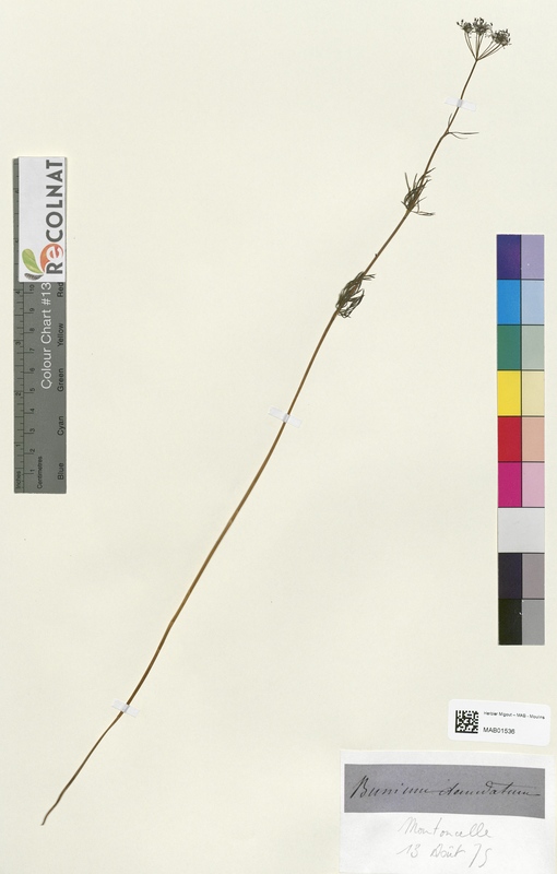 Bunium demudatum (Apiaceae)