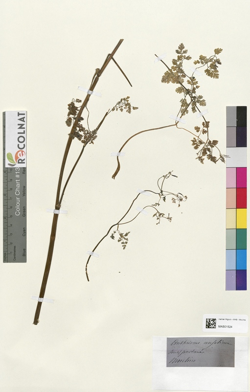 Anthriscus cerefolium (Apiaceae)
