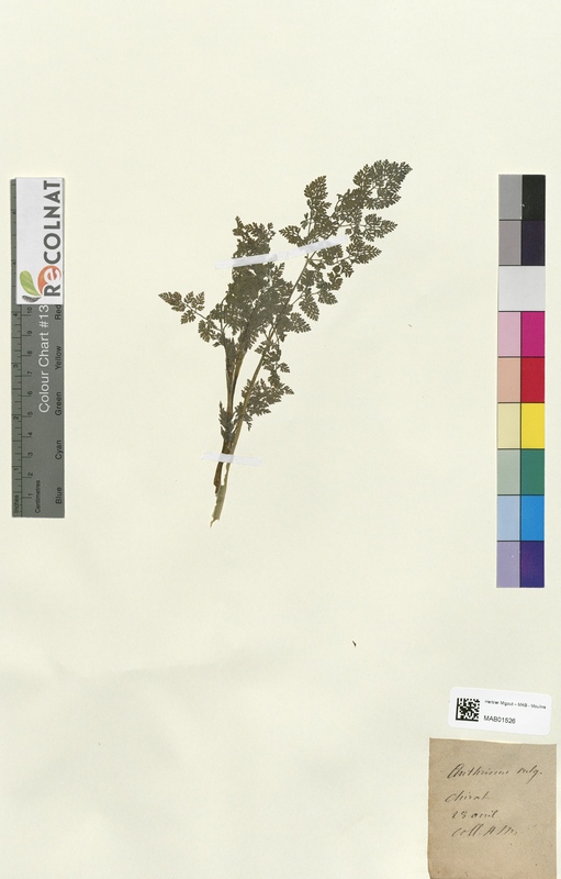 Anthriscus vulgaris (Apiaceae)